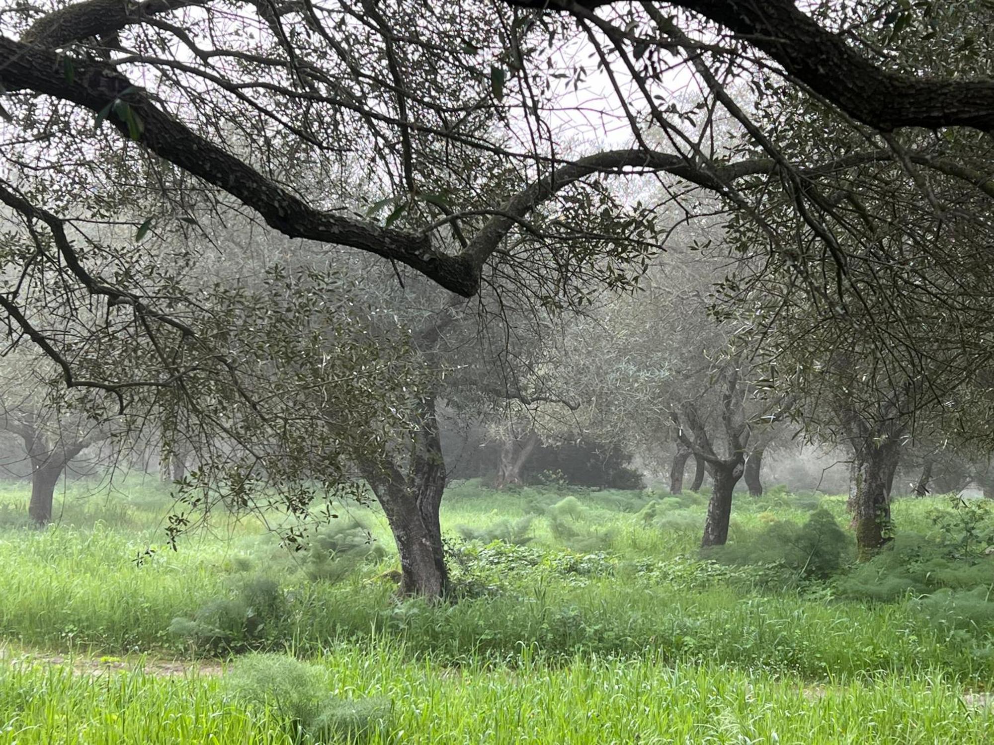 Muristene Pozzo Santa Cristina Paulilatino Buitenkant foto